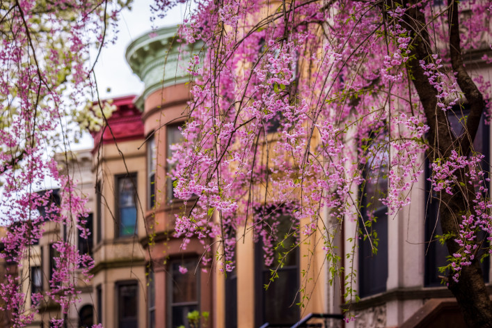 Flowering pink-purpleish tree in front of Park Slope Brownstones