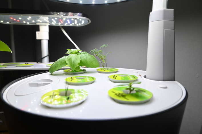 A small basil plant sprouts from senior writer Celia Young's Aerogarden.