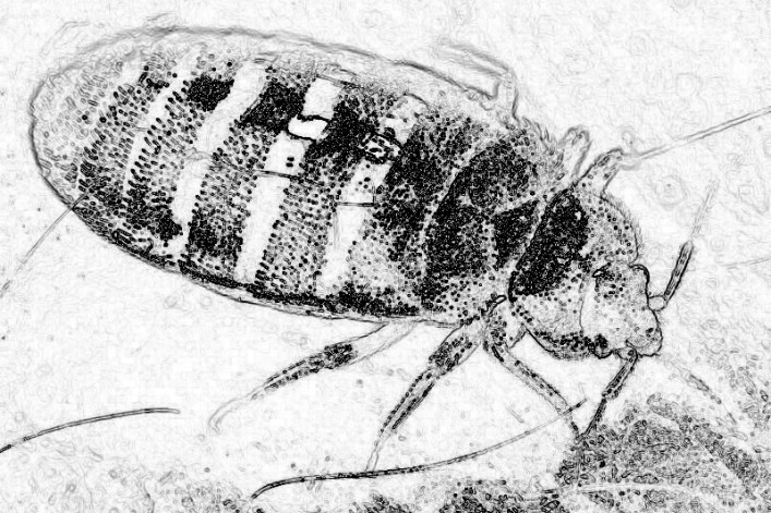 bed-bug-zoom copy 2.jpg