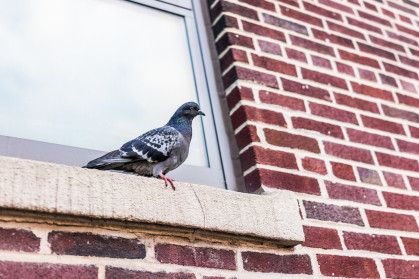 Closeup of one pigeon sitting on windowsill of brick building window in Brooklyn, NYC