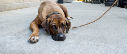 Lazy stubborn English Mastiff pet lies down on New York City side walk and the dog won't get up to do his daily walk city yellow cab in the background stock photo