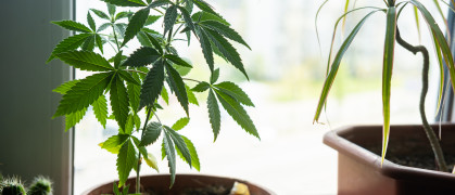 Marijuana in a pot on the windowsill. Home cultivation of medical cannabis.