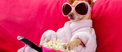 chihuahua dog watching tv or a movie sitting on a red sofa or couch with remote control changing the channels with popcorn